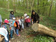 Przedszkolaki witają wiosnę w lesie
