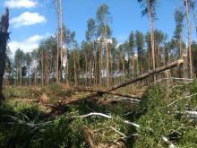 Wichura spustoszyła las w Turzy Wielkiej