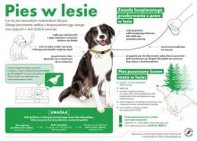 Pies w lesie - zwiększ swoją świadomość