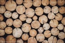 Sprzedaż drewna, sadzonek, choinek, stroiszu
